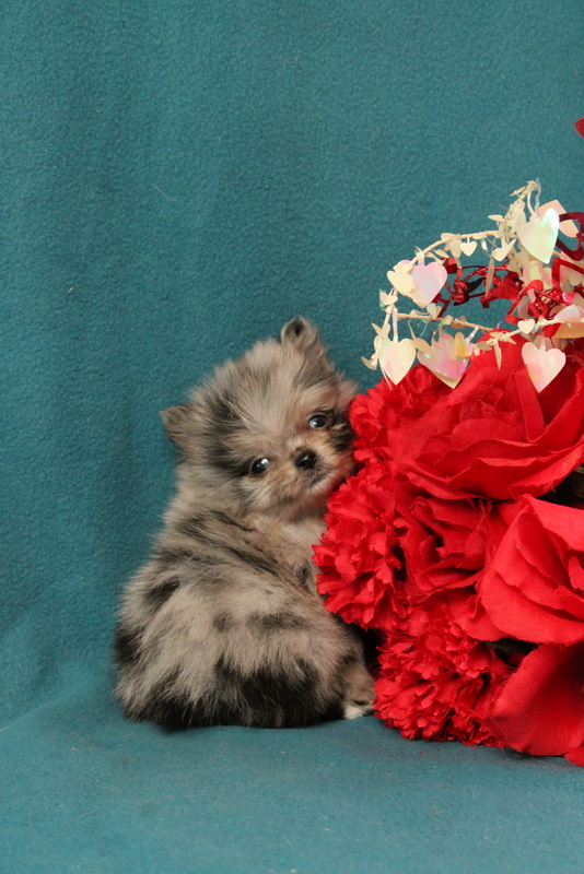 puppy, for, sale, Pomeranian, Matthew B. Stoltzfus, dog, breeder, Gap, PA, dog-breeder, puppy-for-sale, forsale, nearby, find, puppyfind, locator, puppylocator, aca